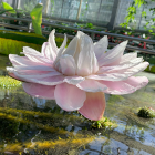 Genome sequence and annotation of Victoria cruziana