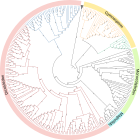 Supplementary data to Evolutionary Dynamics of the Proanthocyanidin Biosynthesis Gene LAR