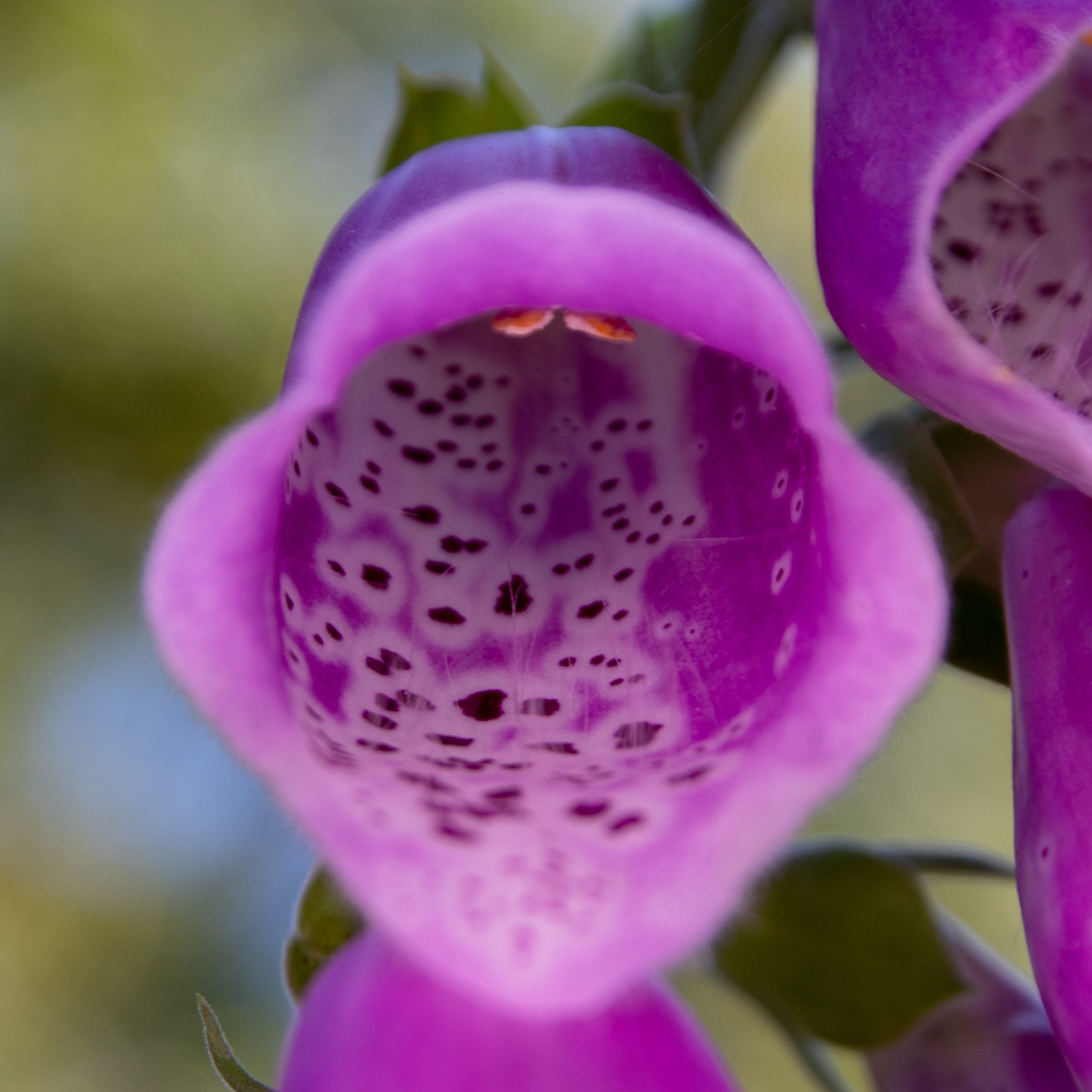 Digitalis purpurea genome sequence and annotation V2