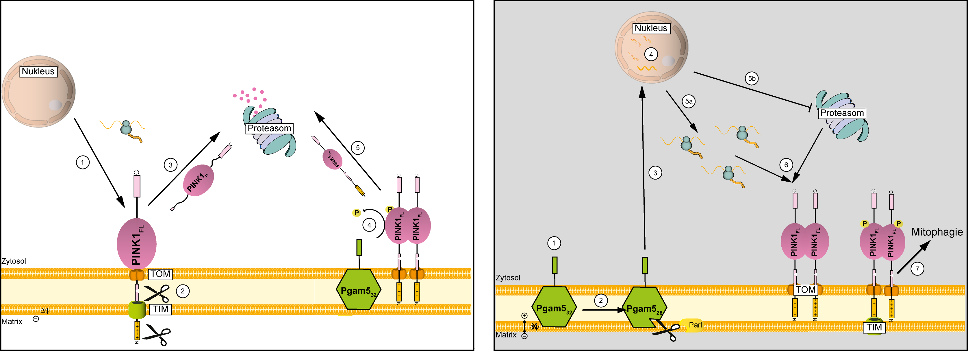 Raw data from the dissertation “Characterization of the mitochondrial stress sensor Pink1 during mitophagy”