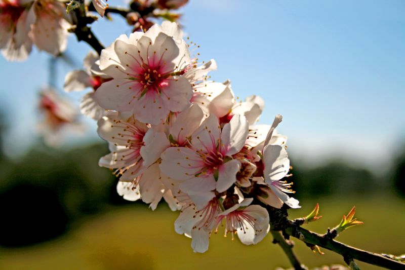 Long-term phenology observations for temperate fruit trees in the Mediterranean region (and Germany)