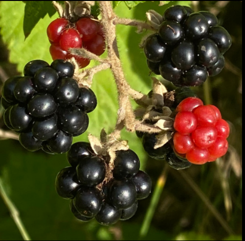 Rubus armeniacus genome sequence and annotation