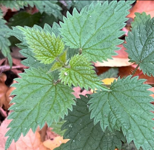 Genome sequence and annotation of Urtica dioica