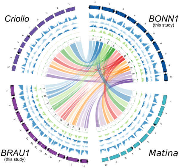 Theobroma cacao: Genome Sequences and Annotations