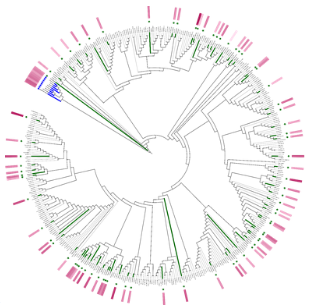 PanXpresso - comprehensive collection of gene expression data across domains of life