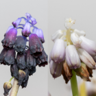 Pigmented and unpigmented Muscari commutatum genom...