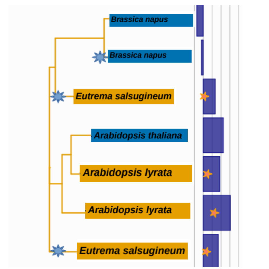 Supplementary Data to the study on Candidate gene prediction for drought adaptation in Brassicaceae species