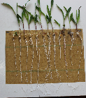 Seedlings of the BonnMu mutant line A-0607