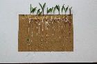 Seedlings of the BonnMu mutant line A-0759
