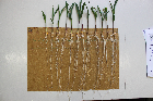 Seedlings of the BonnMu mutant line E-0020