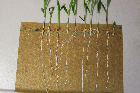 Seedlings of the BonnMu mutant line E-0433