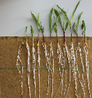 Seedlings of the BonnMu mutant line A-1267
