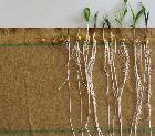Seedlings of the BonnMu mutant line A-1388