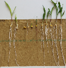 Seedlings of the BonnMu mutant line A-1393
