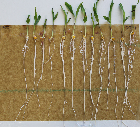 Seedlings of the BonnMu mutant line A-1527