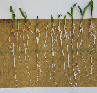 Seedlings of the BonnMu mutant line A-1586