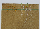 Seedlings of the BonnMu mutant line B-0058