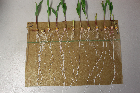 Seedlings of the BonnMu mutant line B-0086