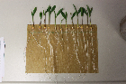 Seedlings of the BonnMu mutant line B-0134