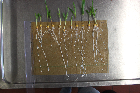 Seedlings of the BonnMu mutant line B-0611