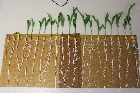 Seedlings of the BonnMu mutant line C-0072