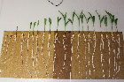 Seedlings of the BonnMu mutant line C-0079