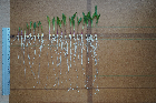 Seedlings of the BonnMu mutant line C-0553