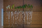 Seedlings of the BonnMu mutant line C-0698