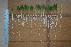 Seedlings of the BonnMu mutant line D-0068