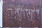 Seedlings of the BonnMu mutant line F-0032