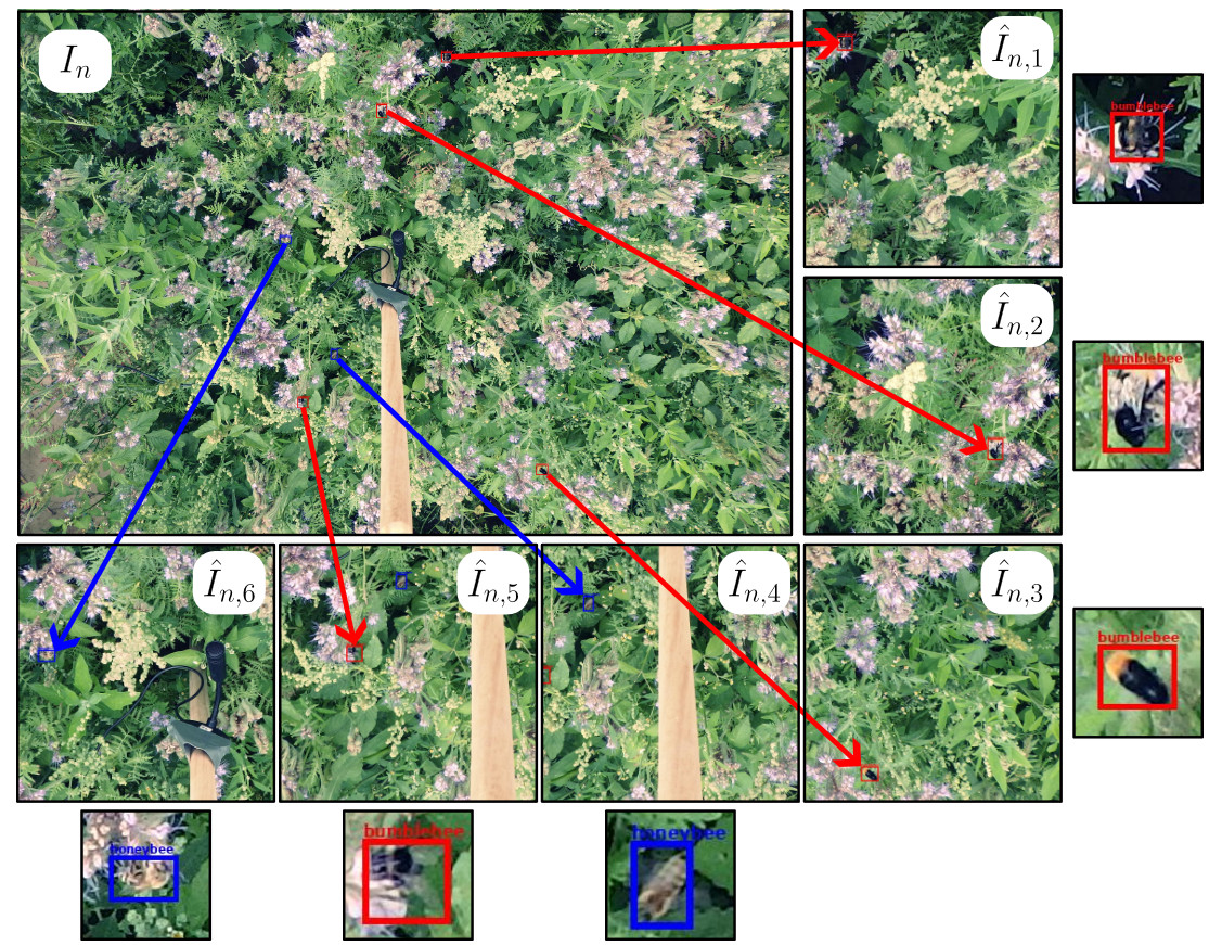 Images and Annotations for "Evaluating AI-Assisted Pollinator Detection in Agricultural Fields"