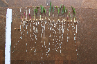 Seedlings of the BonnMu mutant line F-0260