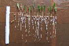 Seedlings of the BonnMu mutant line F-0454