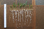 Seedlings of the BonnMu mutant line F-0664