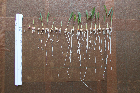 Seedlings of the BonnMu mutant line F-1816