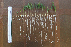 Seedlings of the BonnMu mutant line F-1901