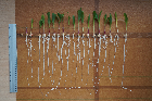 Seedlings of the BonnMu mutant line D-0211