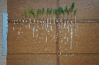 Seedlings of the BonnMu mutant line D-0505