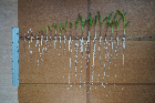 Seedlings of the BonnMu mutant line D-0545