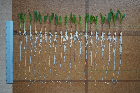 Seedlings of the BonnMu mutant line D-0595