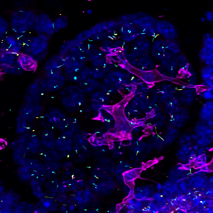 Microscopy images of renal macrophages in the tissue environment and in 3D cultures