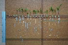 Seedlings of the BonnMu mutant line H-0340