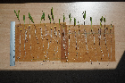 Seedlings of the BonnMu mutant line J-0135