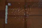 Seedlings of the BonnMu mutant line J-0272