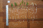 Seedlings of the BonnMu mutant line J-0332