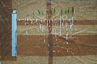 Seedlings of the BonnMu mutant line K-0023