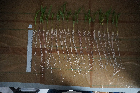 Seedlings of the BonnMu mutant line M-0043