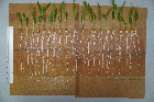 Seedlings of the BonnMu mutant line M-0532