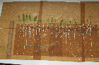 Seedlings of the BonnMu mutant line L-0127