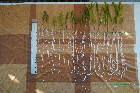 Seedlings of the BonnMu mutant line L-0142